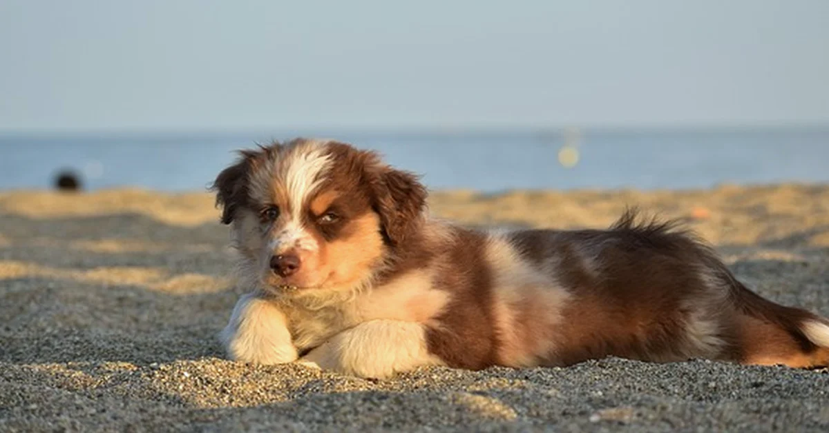 A los 2 meses, tu Border Collie necesita más pausa que juego
