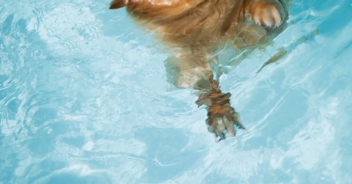 A veces, un cachorro asustado de repente tiene dolor