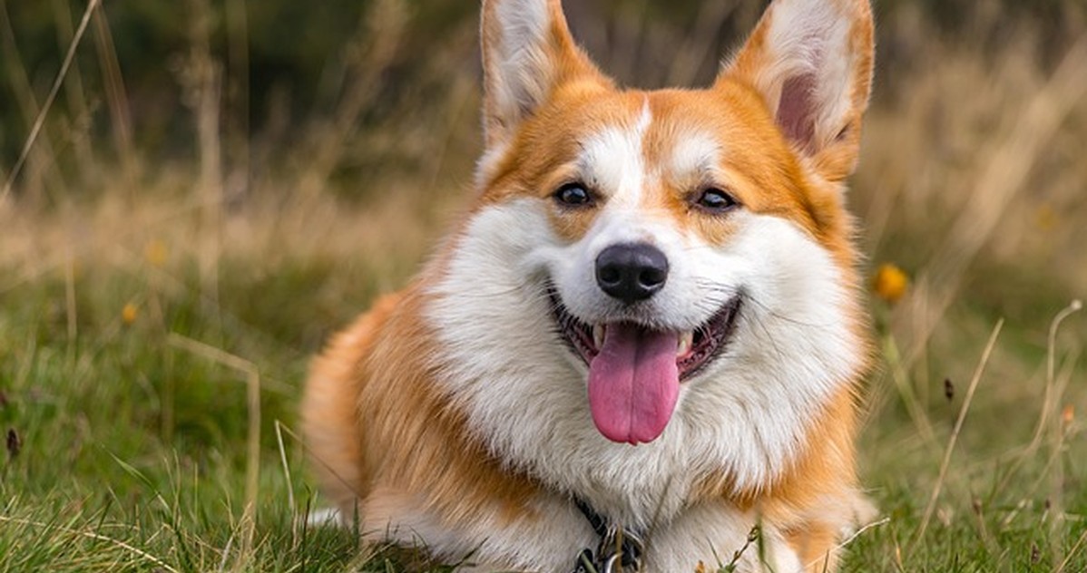 Acierta con ropa para perros pequeños sin fallar la talla