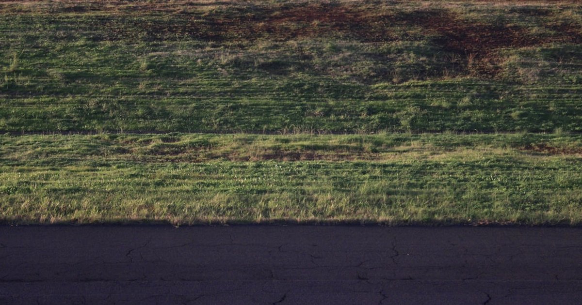 Adoptar perro adulto vs cachorro en pisos urbanos: qué elegir