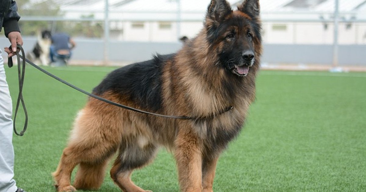 Ahorra en urgencias: seguro para perros en pisos