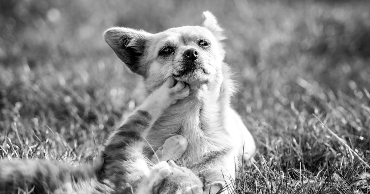 Ahorra y protege: mensual o pruebas periódicas para tu perro