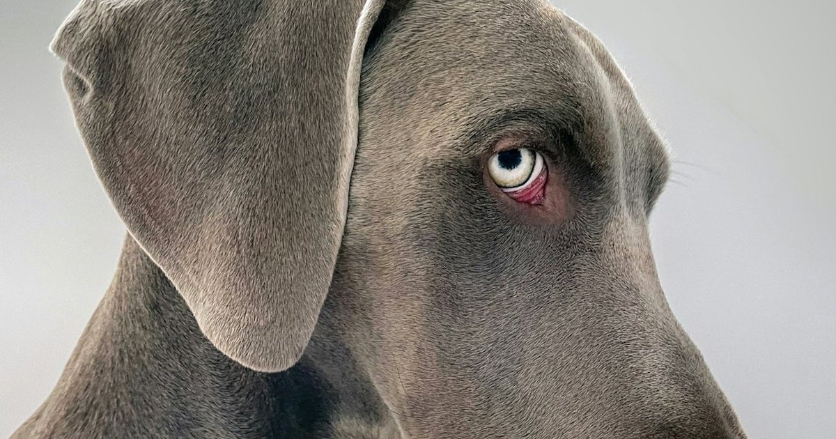 Artrosis canina: señales, tratamiento práctico y cuidados