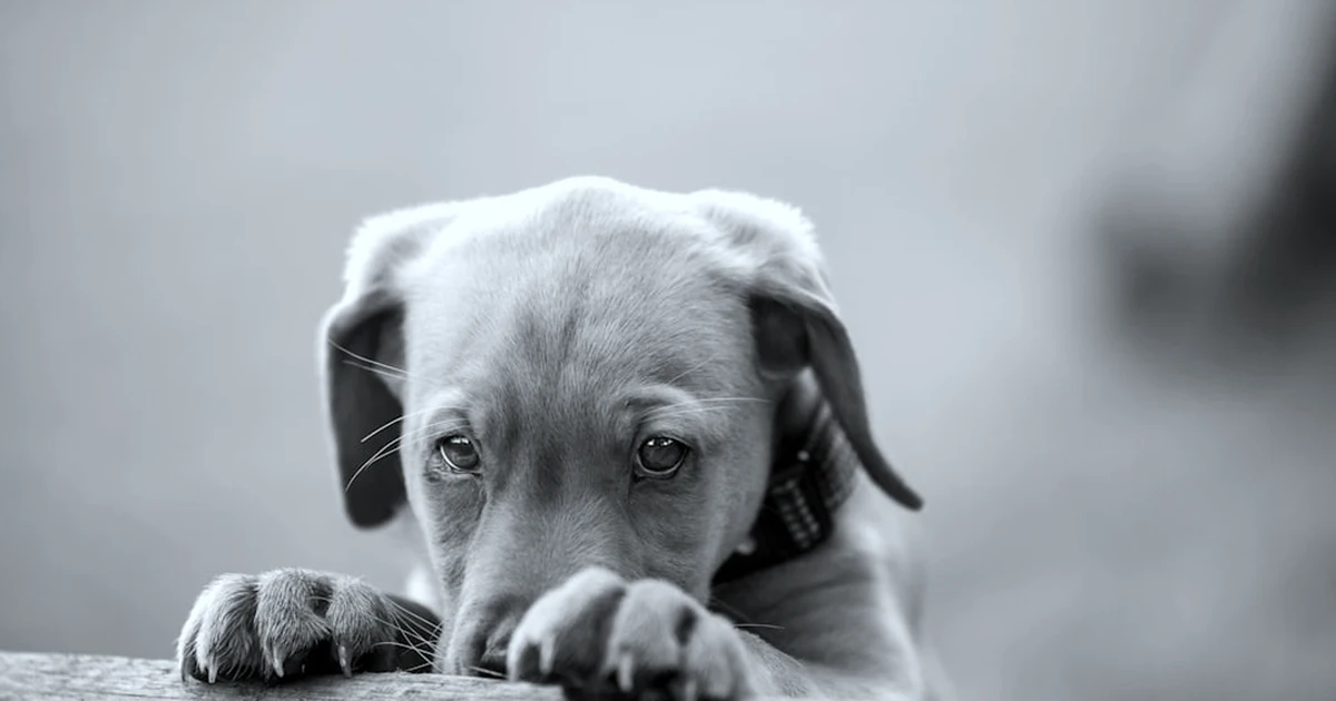 Buscar un cachorro BBB solo por precio es un error