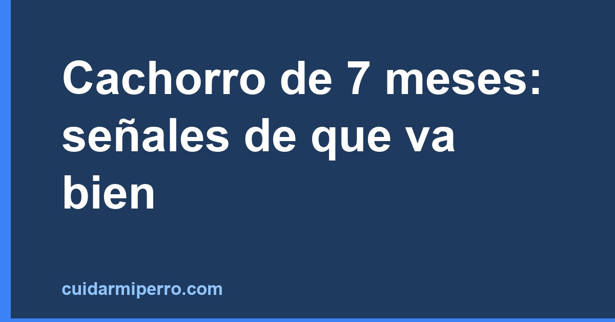 Cachorro de 7 meses: señales de que va bien