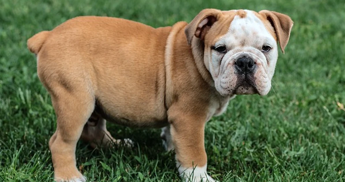 Cansar a tu cachorro bulldog americano puede lesionarlo