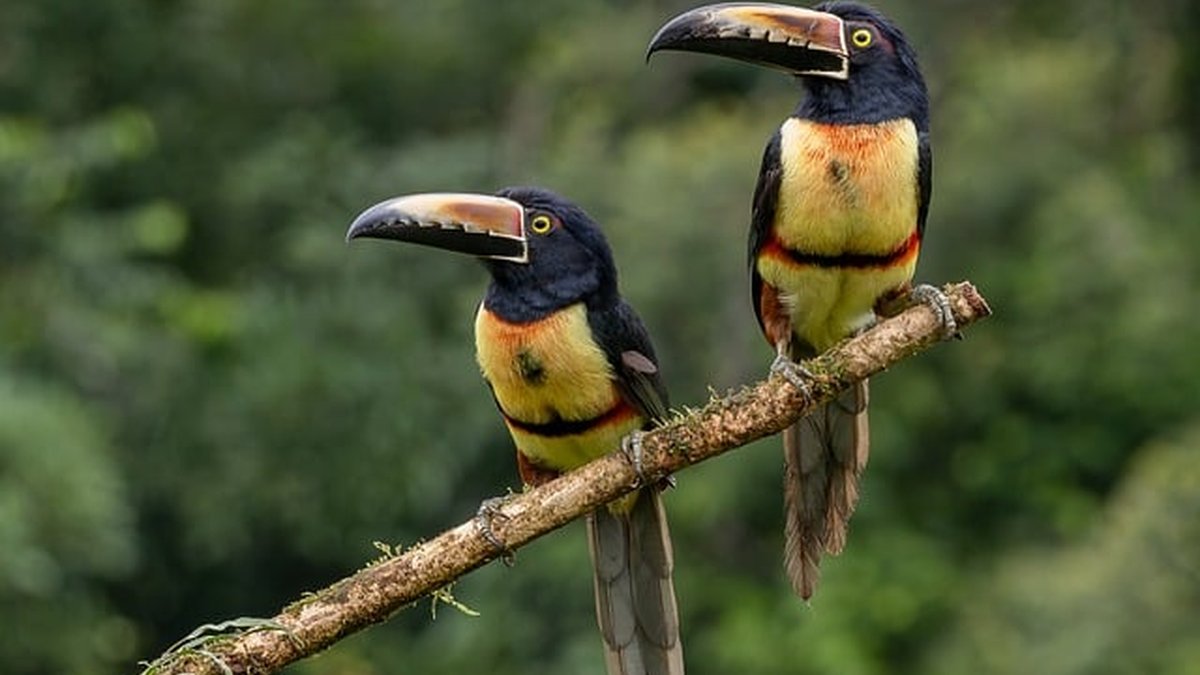 Collares vs pipetas: eficacia y seguridad en la ciudad