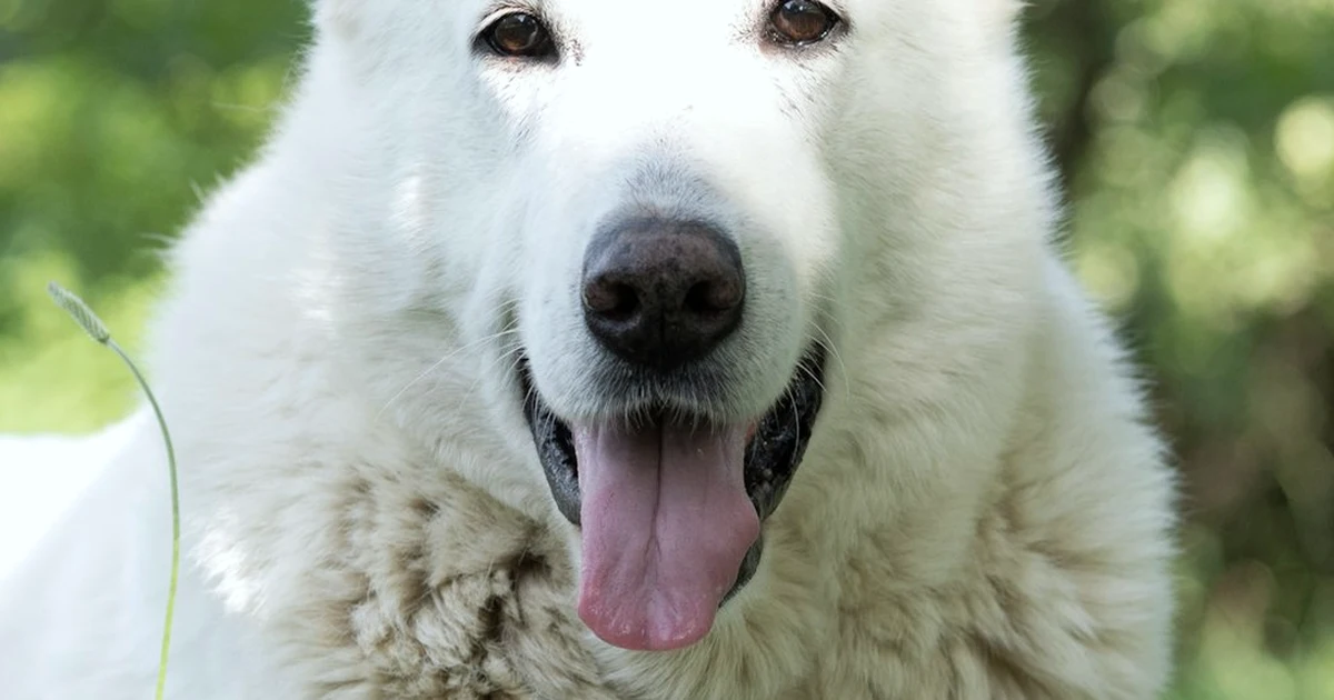 Cómo lograr que un perro pastor suizo viva bien en tu piso