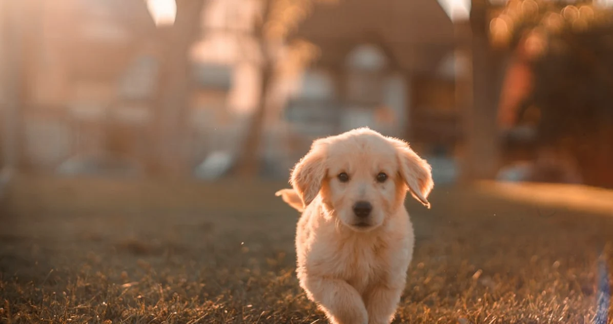 Con SegurCaixa para perros, controla tu factura veterinaria