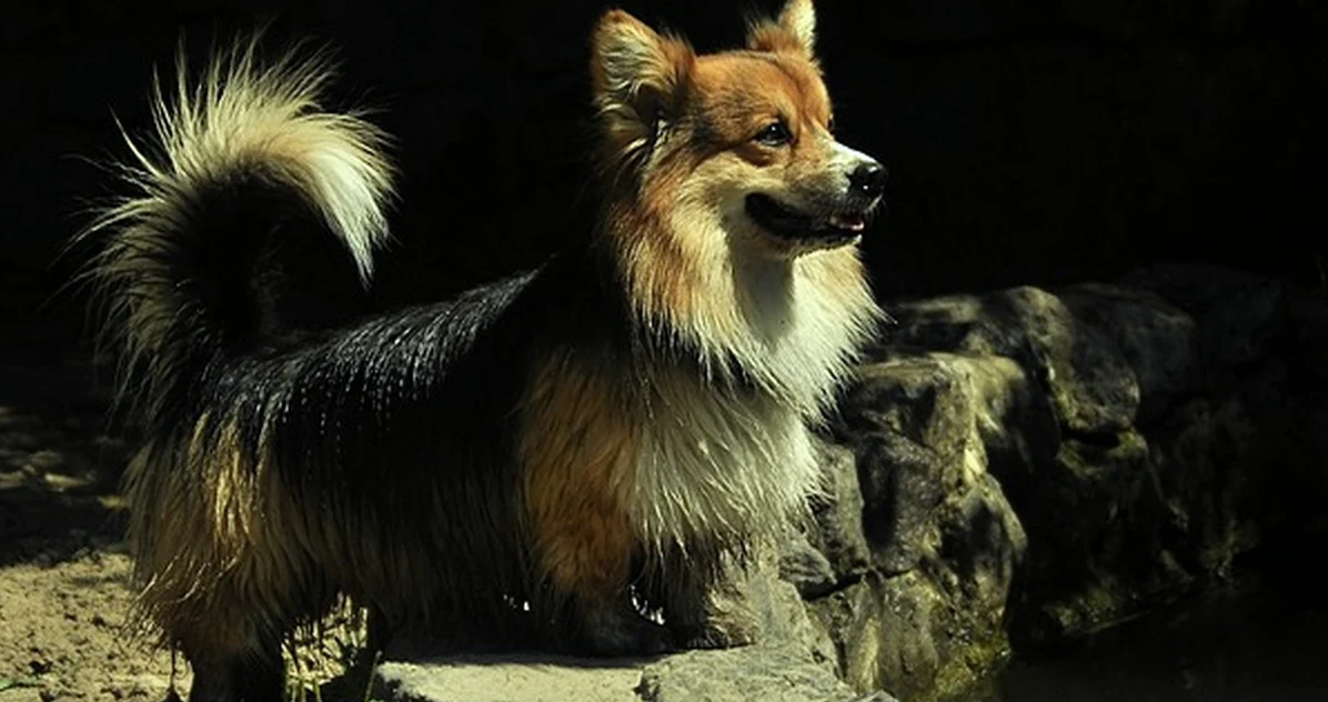 Con SegurCaixa para perros, controla tu factura veterinaria
