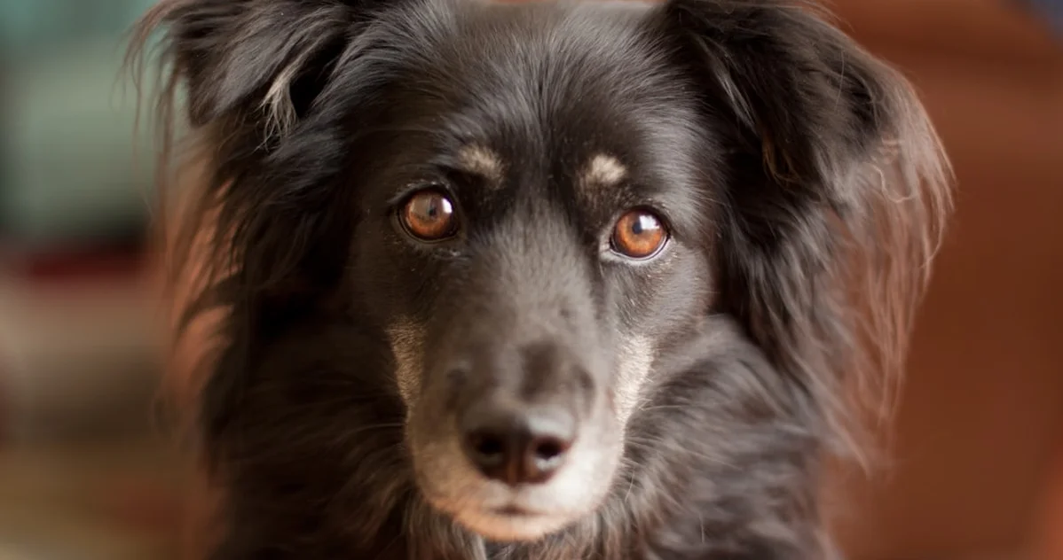 Confundir seguro por días con protección para tu perro