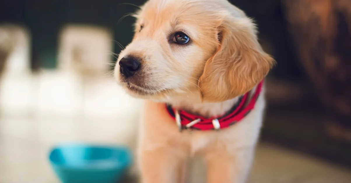 Contratar seguros de salud canina sin revisar límites