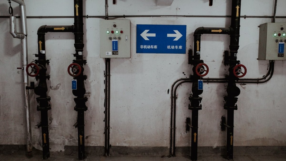 Control de gases y flatulencias: guía práctica para perros