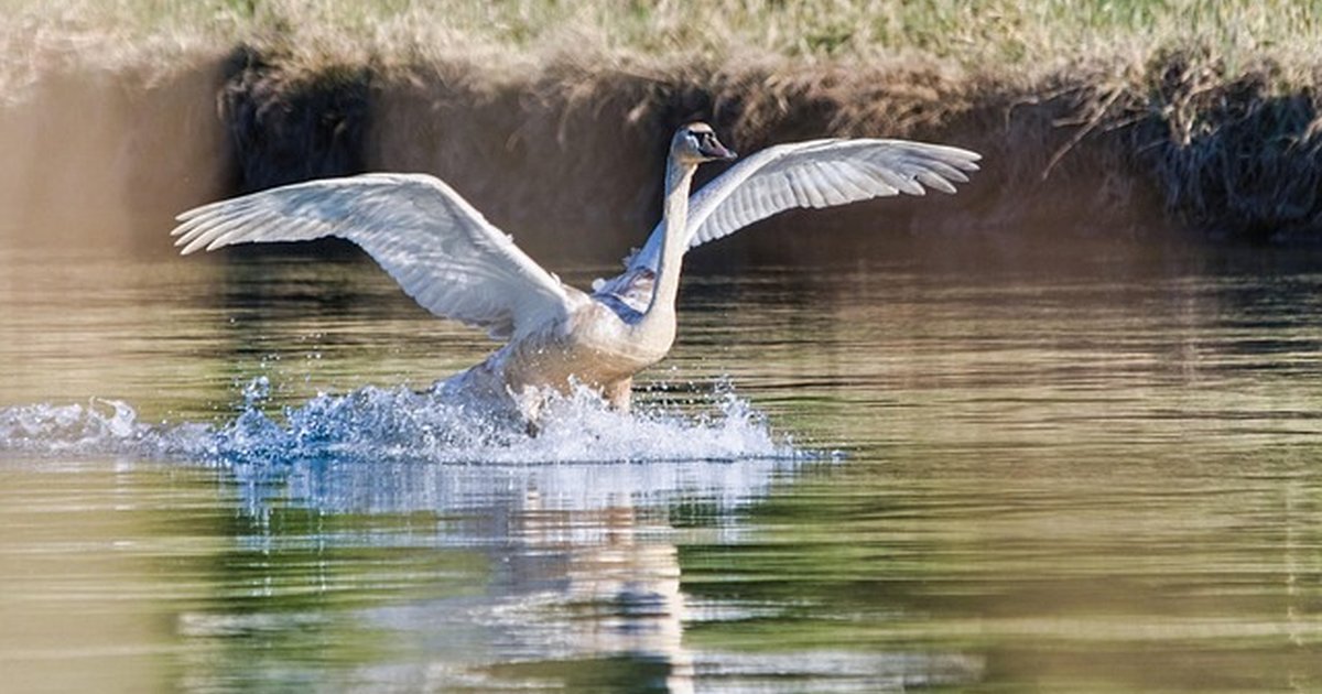 Control de olor corporal en perros: dieta y rutina