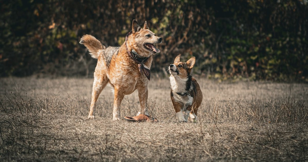 Convivencia multi-perro: cómo evitar peleas y celos