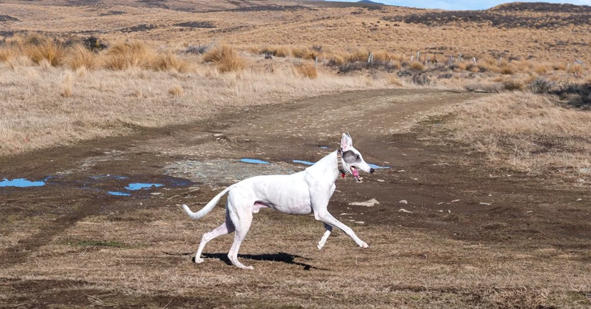 Correr de más puede lesionar a tu cachorro de galgo