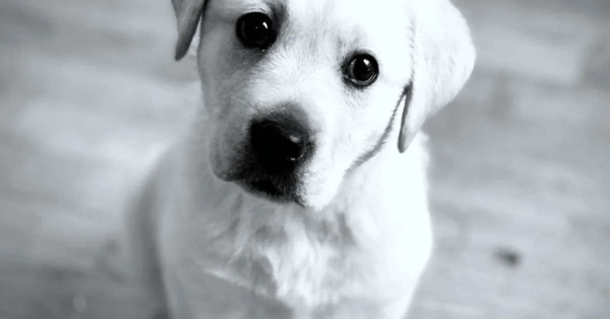Cría a tu cachorro Labrador Retriever sin sobrecostes