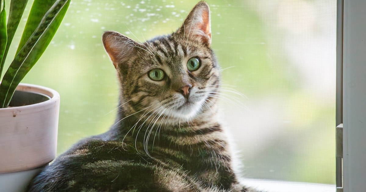 Cuidados de una gata: el fallo que muchos repiten