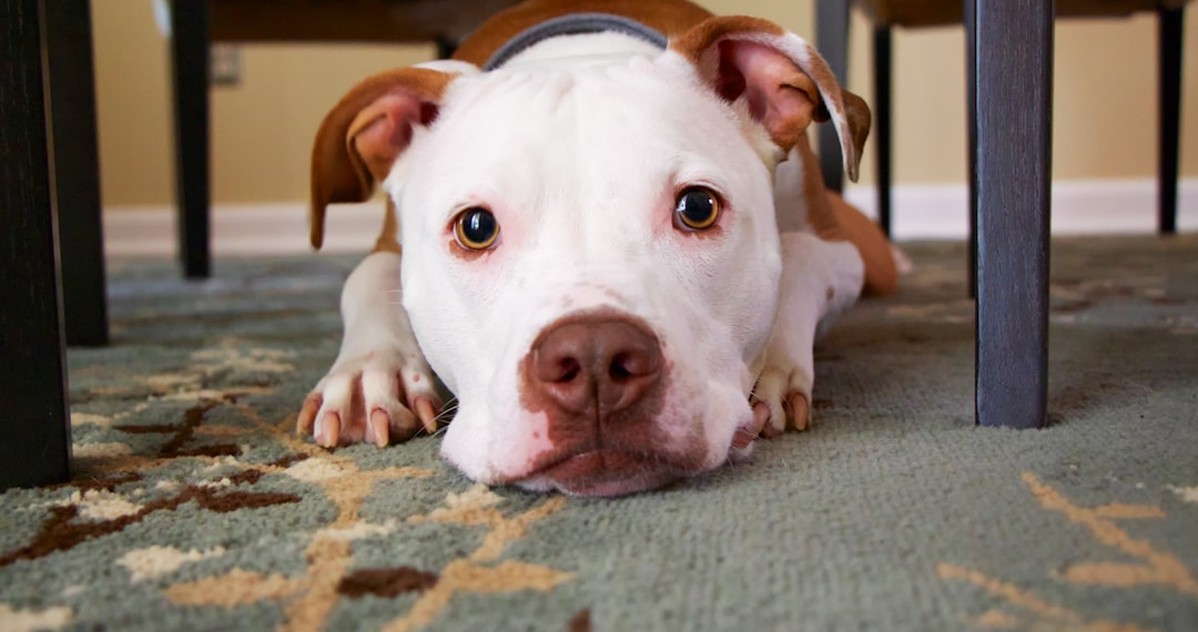 ¿Das por cubierta la RC de tu perro en tu seguro de hogar?