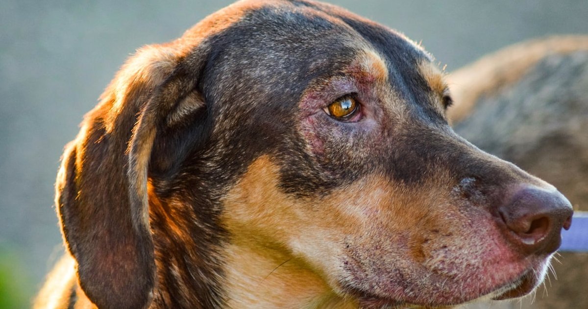 Decide mejor sobre tumores cutáneos en tu perro senior
