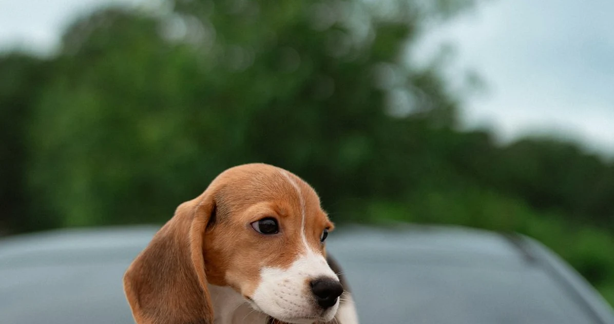 Dejar solo a tu cachorro beagle puede agravar sus ladridos