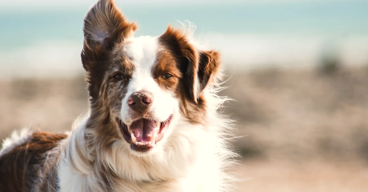Descubre qué seguros Adeslas pueden proteger a tu perro