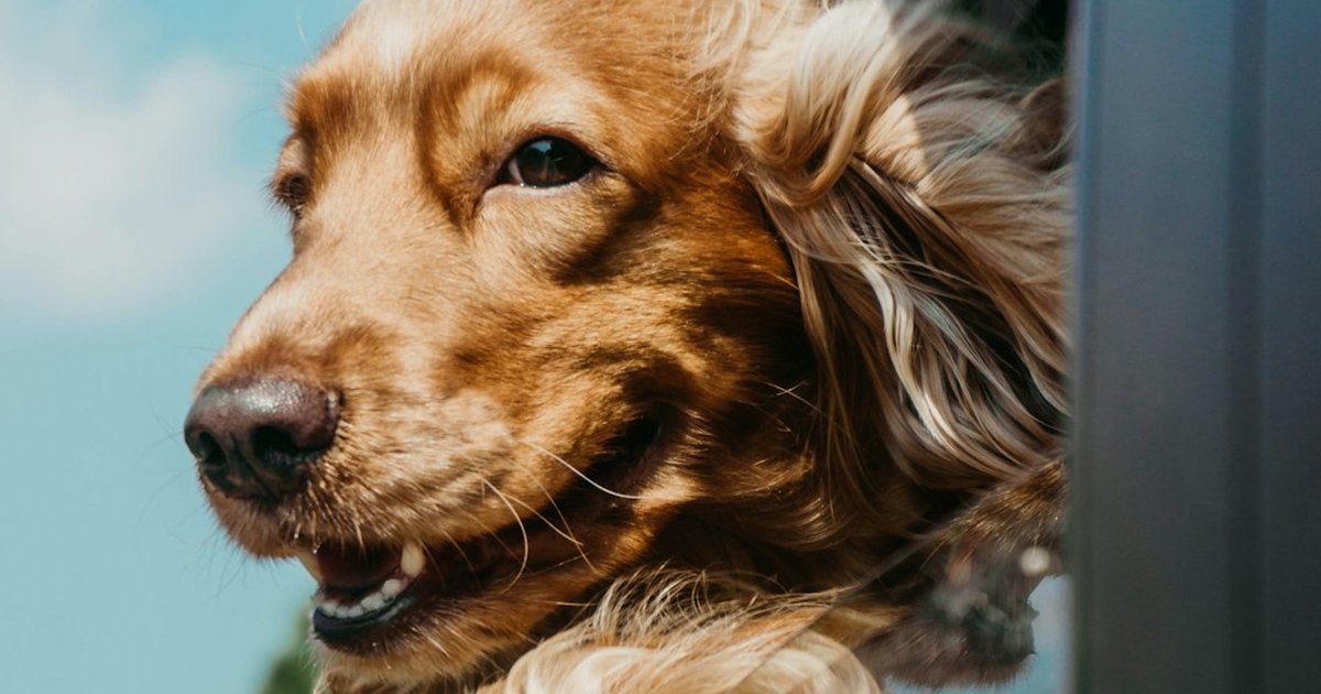 El error al comparar seguros de perro que sale caro