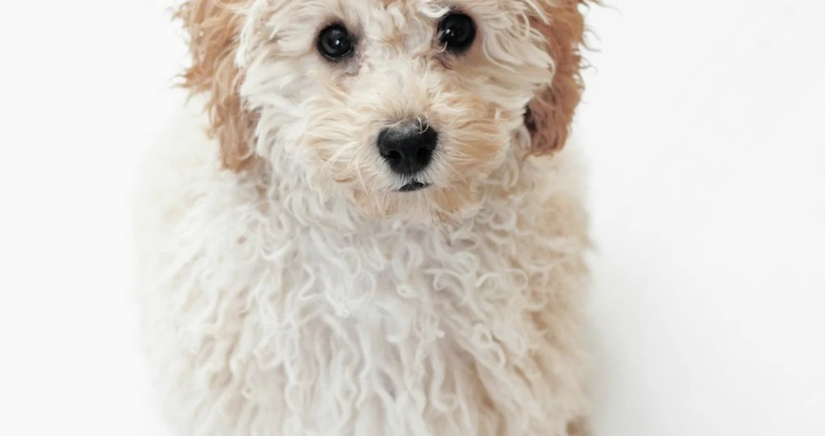 El error al elegir un cachorro poodle que sale caro