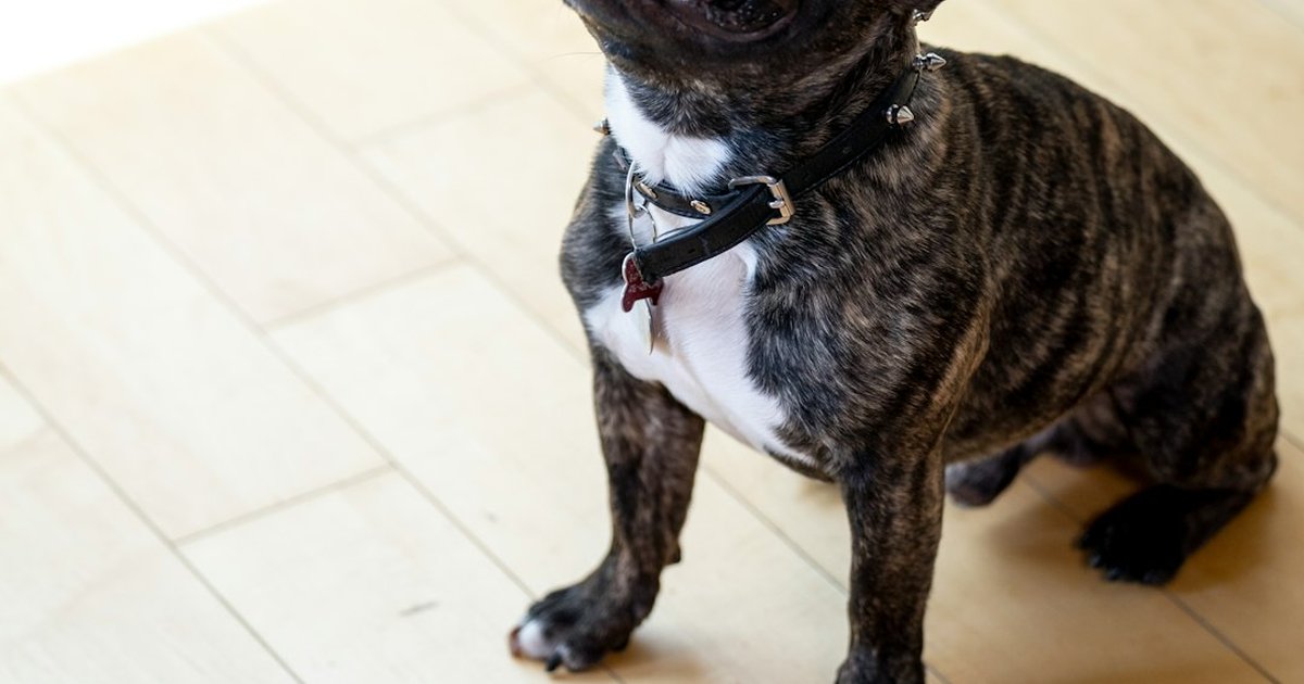 El error con la pera que puede sentarle mal a tu cachorro