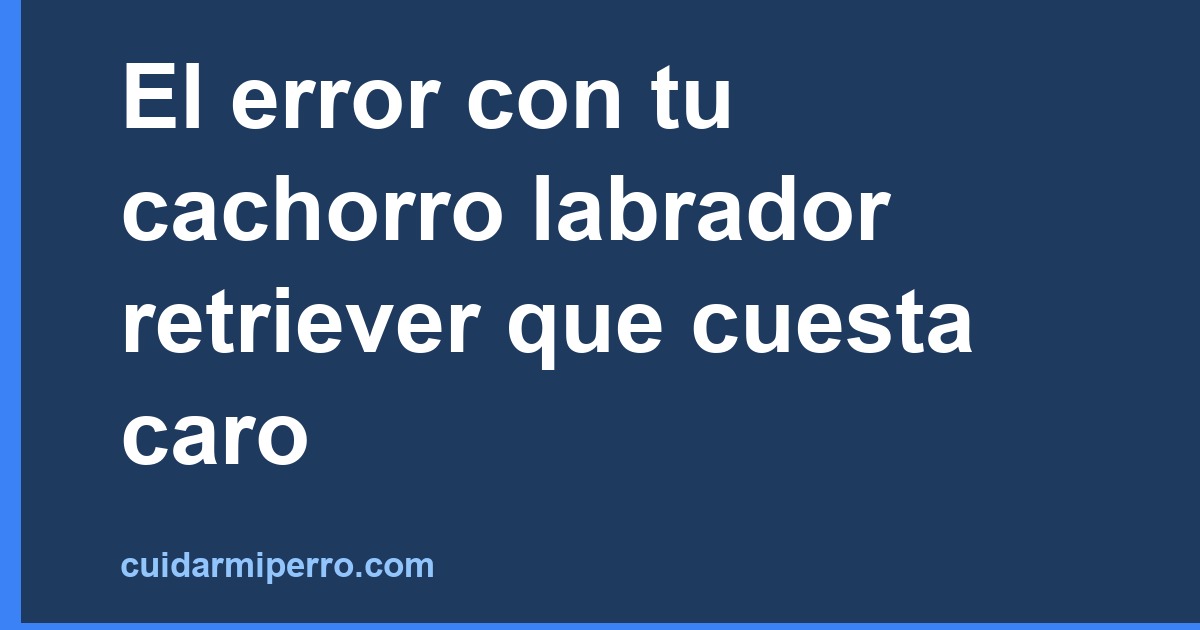 El error con tu cachorro labrador retriever que cuesta caro