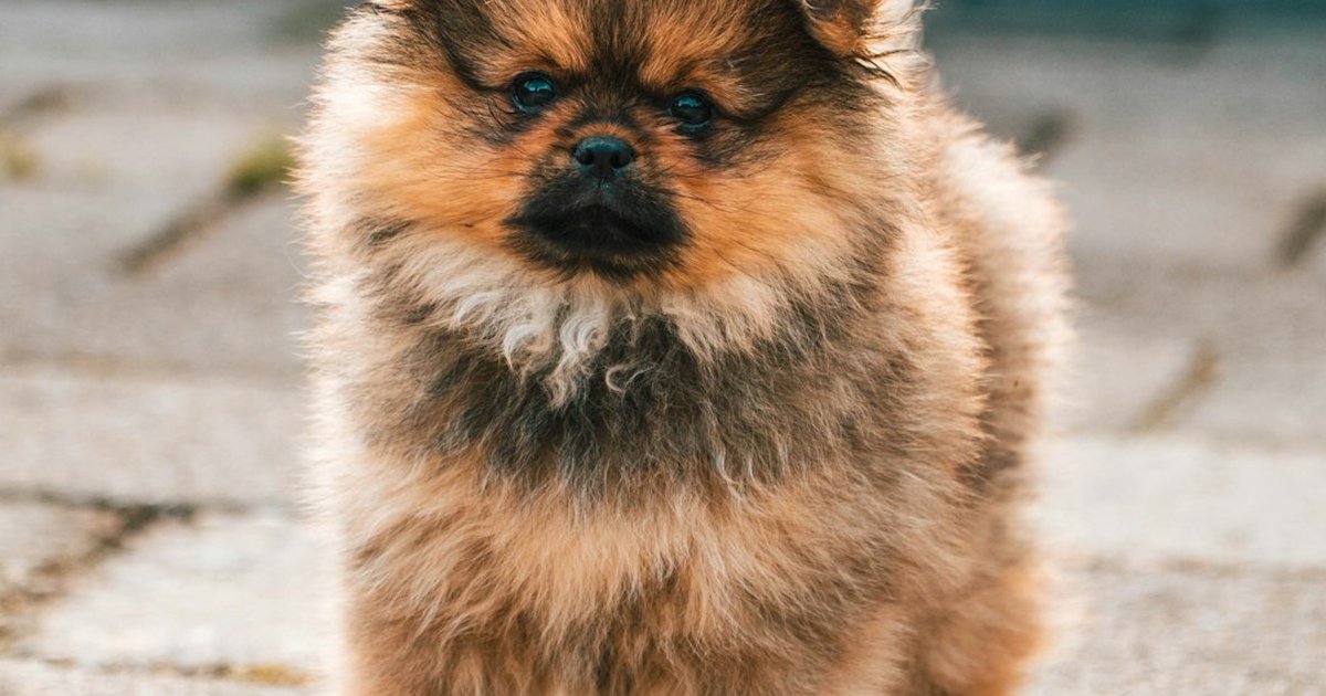 El error con un cachorro chow chow que te sale caro