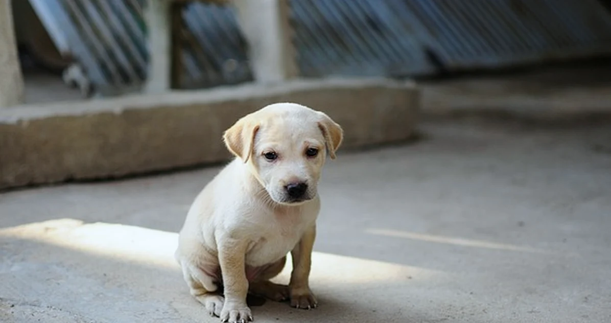 El error de adoptar un cachorro sin calcular su coste real