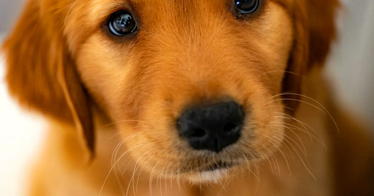 El error de adoptar un cachorro sin calcular su coste real