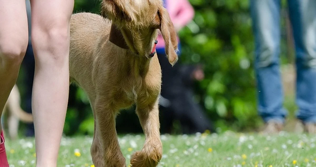 El error de creer que un seguro de caza cubre al perro