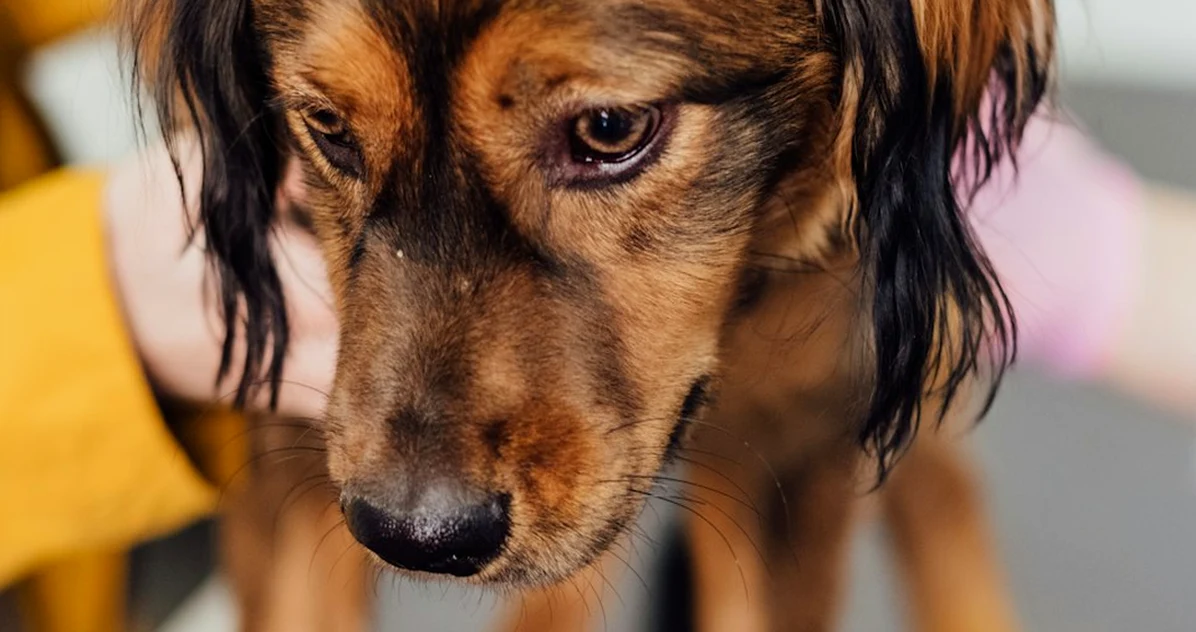 El error de cuidar a tu perro solo cuando enferma