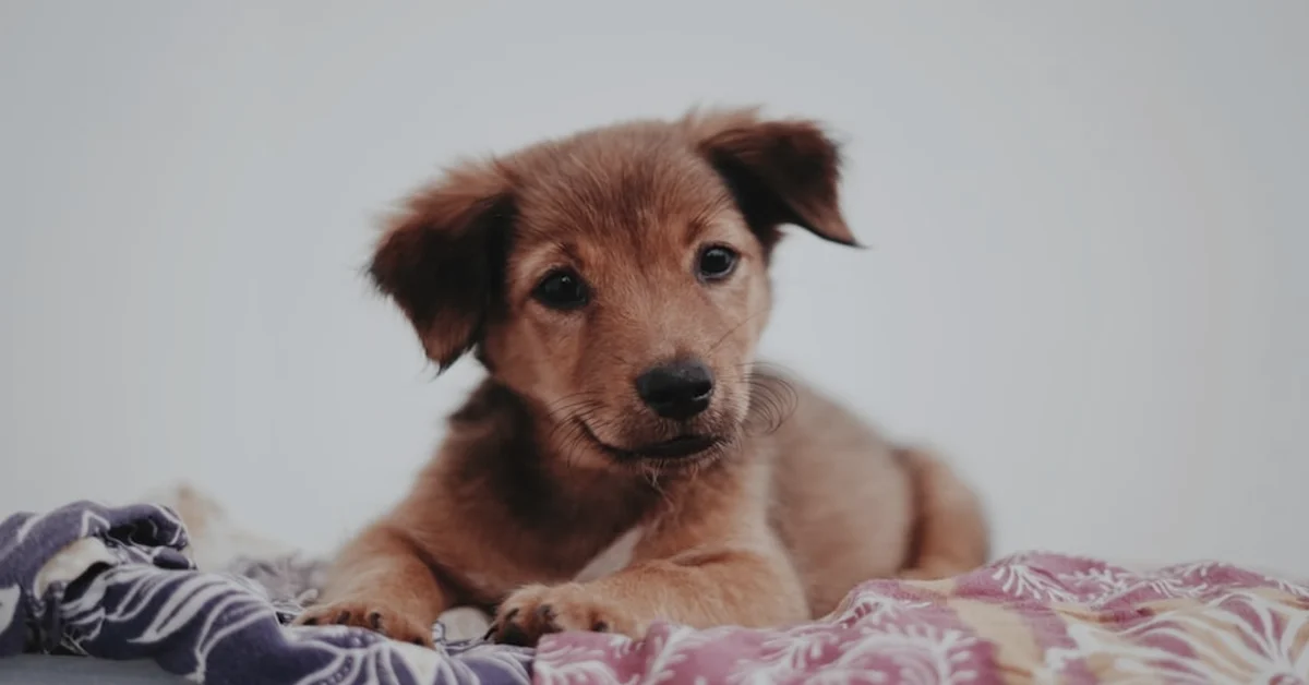 El error de dejar solo a tu cachorro demasiado pronto