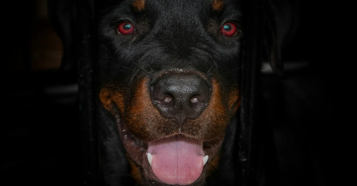 El error de tener un perro rottweiler sin licencia
