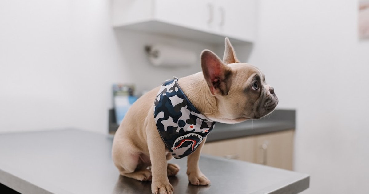El error que dispara el estrés en la visita al veterinario