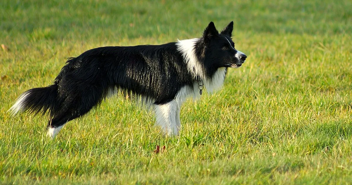 El exceso de ejercicio altera a tu border collie