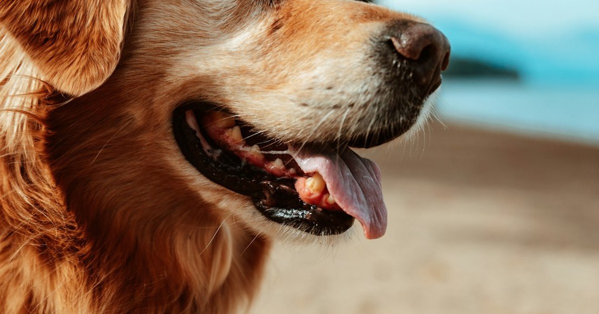 El fallo al comparar el seguro de perros Terránea