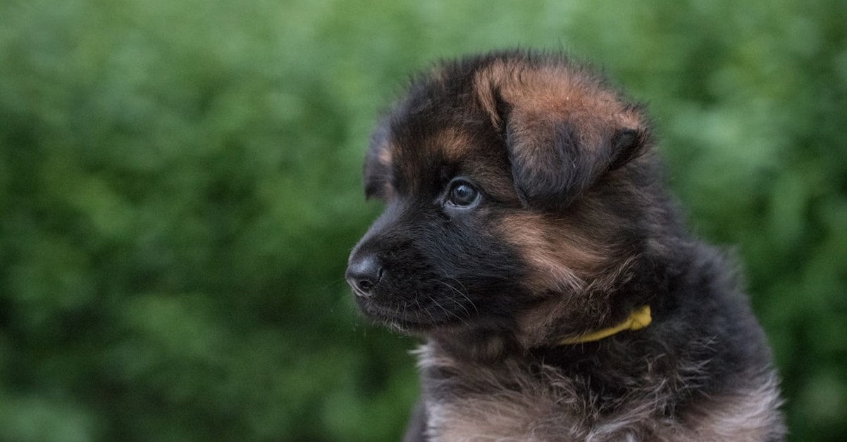 El fallo que hace inestable a un cachorro pastor alemán