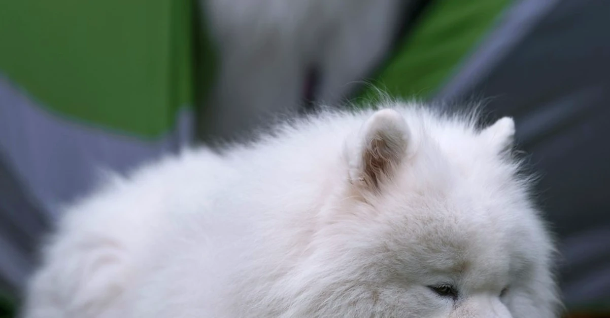 El manto del perro samoyedo no se rapa en verano