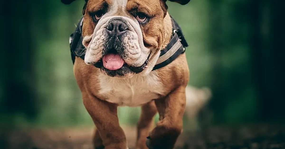 El precio no revela la salud de un cachorro bulldog