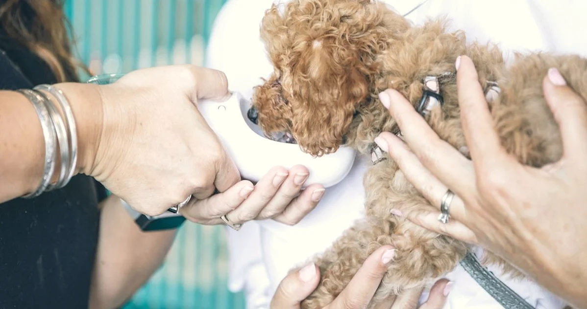 Elegir por cuota encarece el seguro veterinario canino