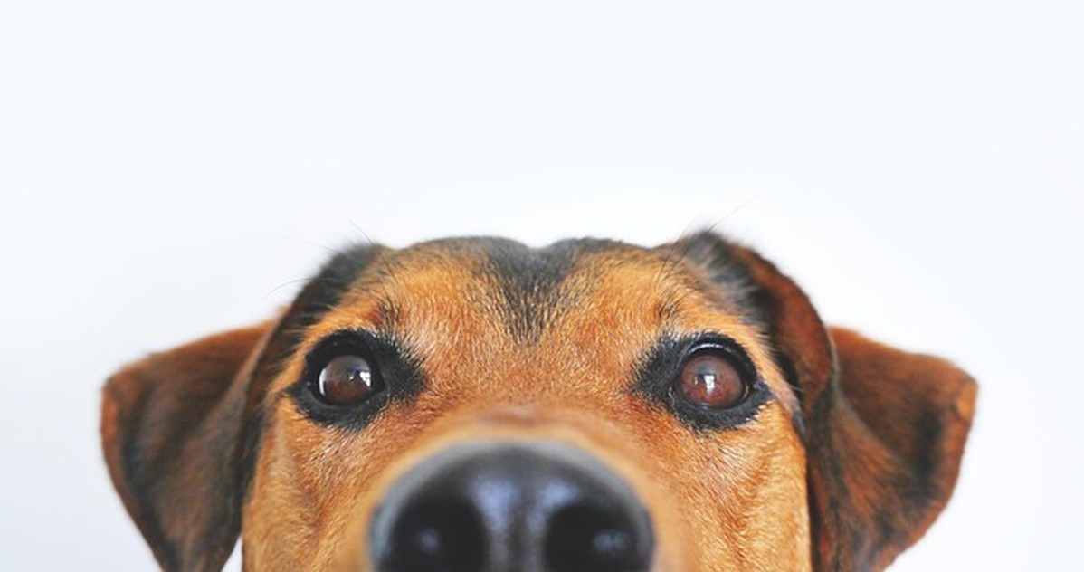 Elegir razas de perro por tamaño puede arruinar tu rutina