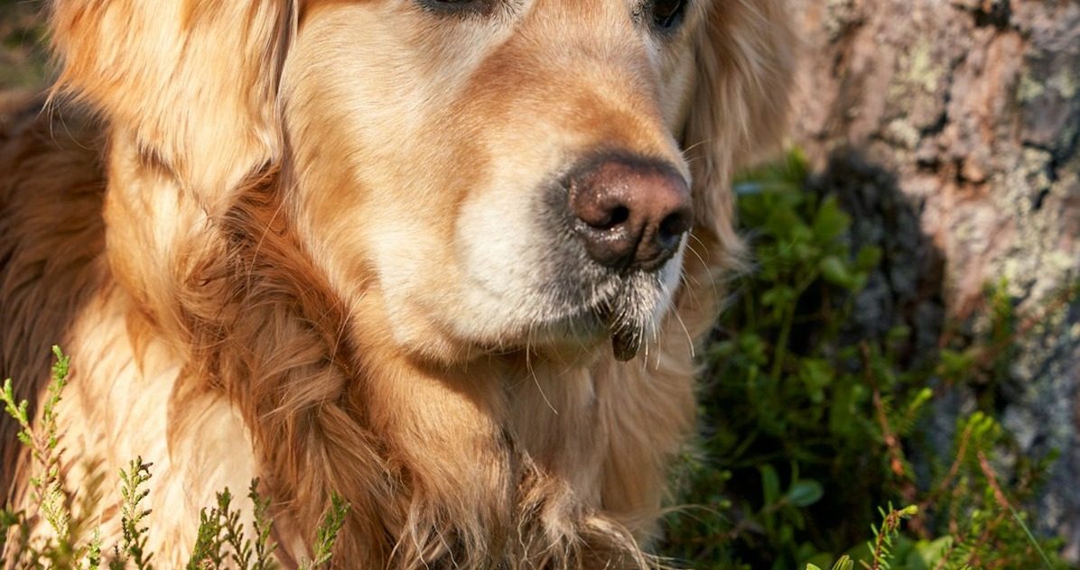 Elegir razas de perro por tamaño puede arruinar tu rutina