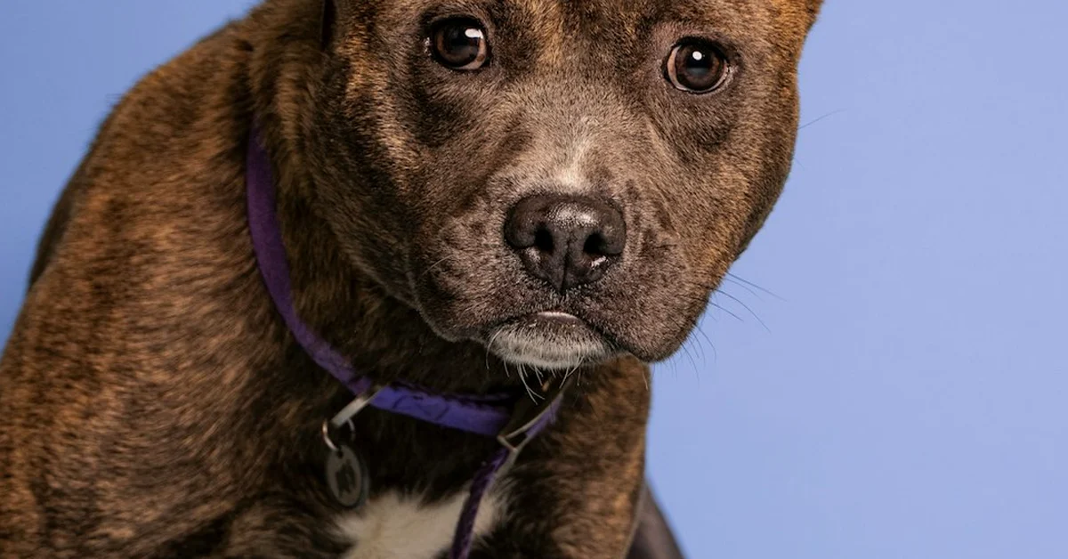 Elegir un cachorro pitbull solo por precio puede salir caro
