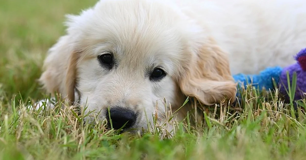 Elegir un golden collie solo por su aspecto es un error