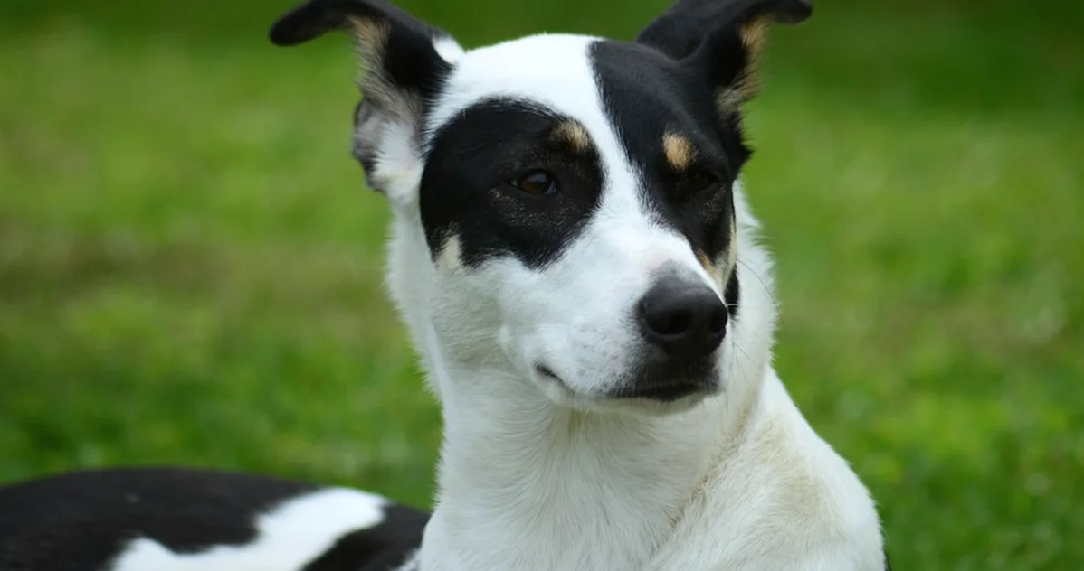 Elegir un perro fox terrier por su tamaño es un error