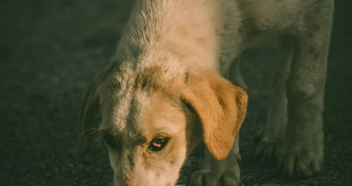 En cachorros, dos vómitos cambian la decisión